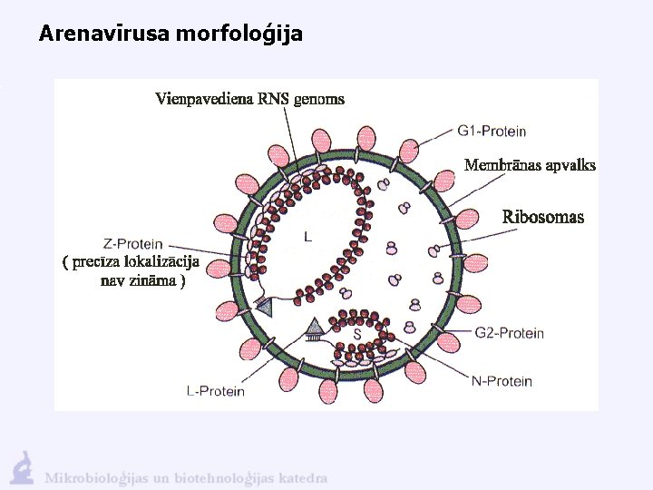 Arenavīrusa morfoloģija 