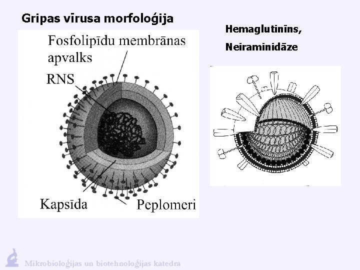 Gripas vīrusa morfoloģija Hemaglutinīns, Neiraminidāze 