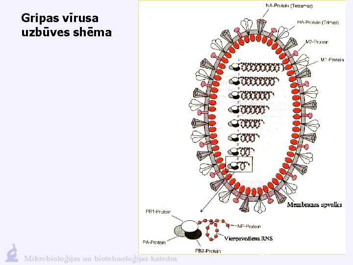 Gripas vīrusa uzbūves shēma 