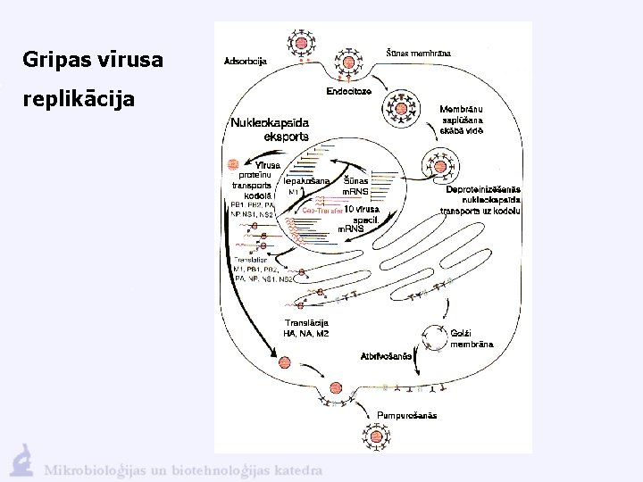 Gripas vīrusa replikācija 