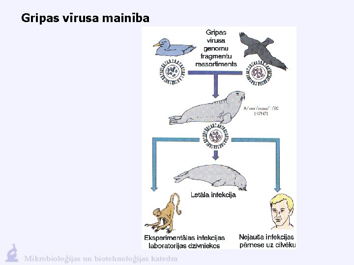 Gripas vīrusa mainība 