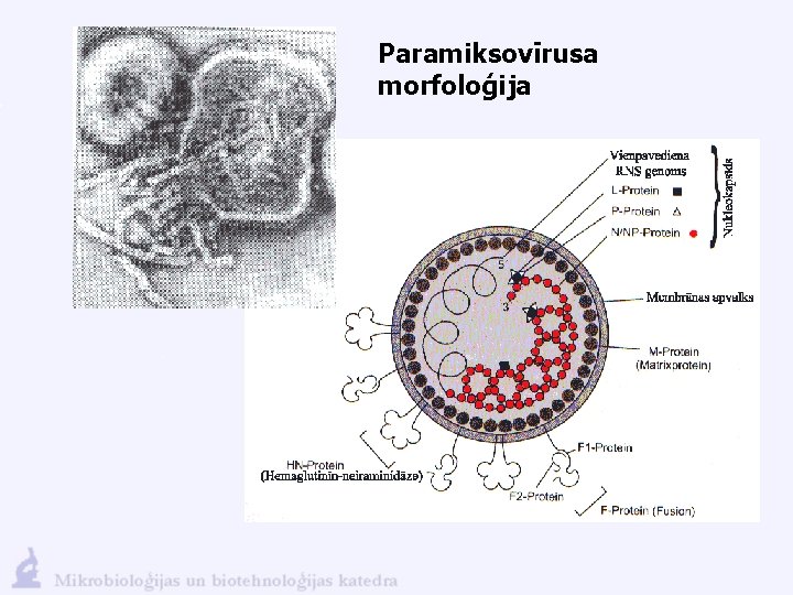 Paramiksovīrusa morfoloģija 