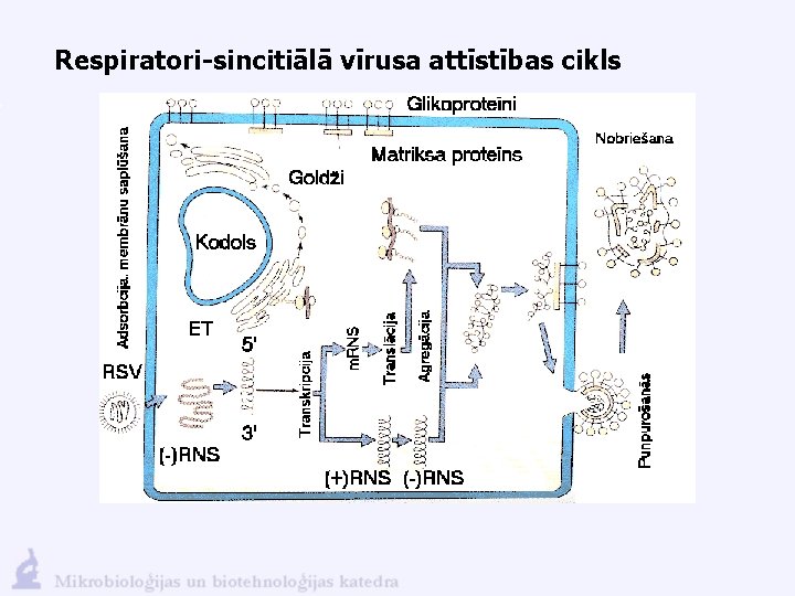 Respiratori-sincitiālā vīrusa attīstības cikls 