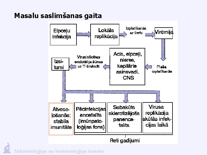 Masalu saslimšanas gaita 