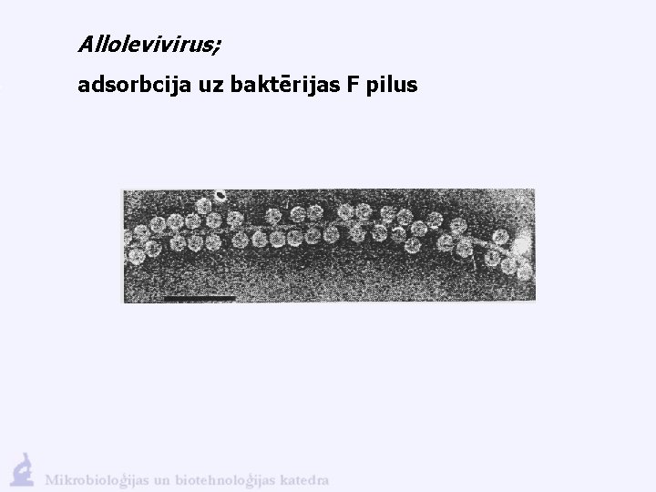 Allolevivirus; adsorbcija uz baktērijas F pilus 