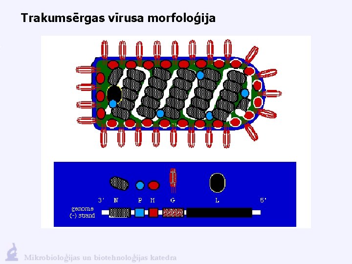 Trakumsērgas vīrusa morfoloģija 