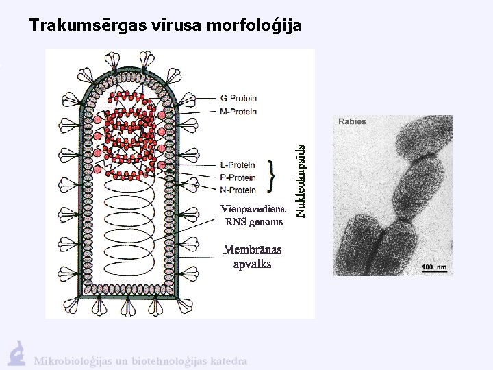 Trakumsērgas vīrusa morfoloģija 