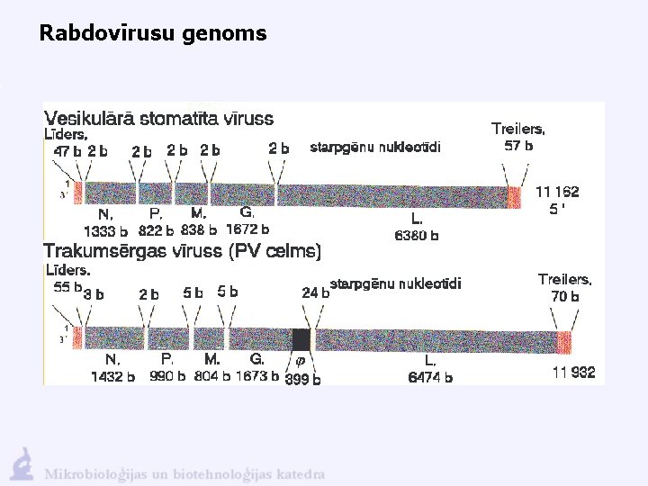 Rabdovīrusu genoms 