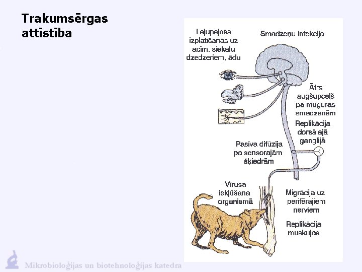 Trakumsērgas attīstība 