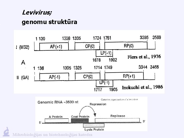 Levivirus; genomu struktūra 