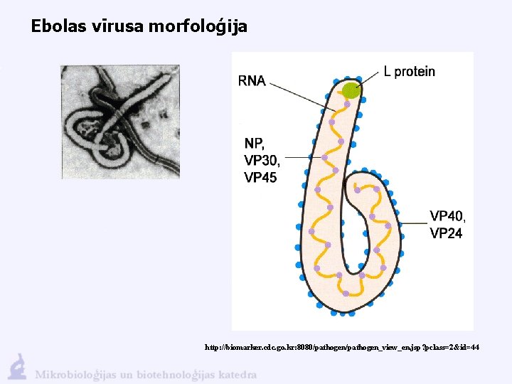 Ebolas vīrusa morfoloģija http: //biomarker. cdc. go. kr: 8080/pathogen_view_en. jsp? pclass=2&id=44 