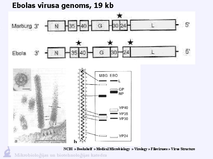 Ebolas vīrusa genoms, 19 kb NCBI » Bookshelf » Medical Microbiology » Virology »