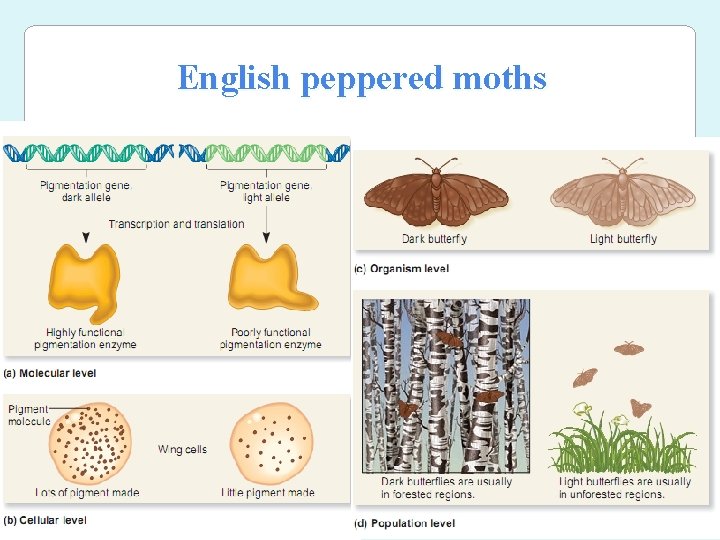 English peppered moths 