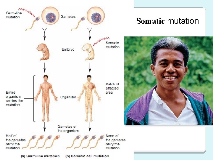 Somatic mutation 