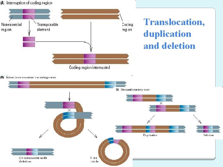 Translocation, duplication and deletion 
