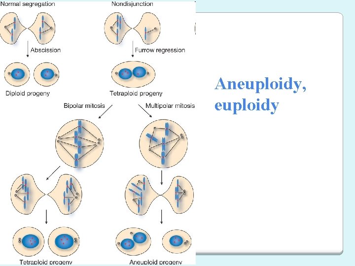 Aneuploidy, euploidy 