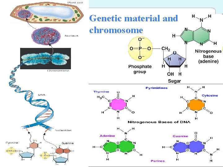 Genetic material and chromosome 