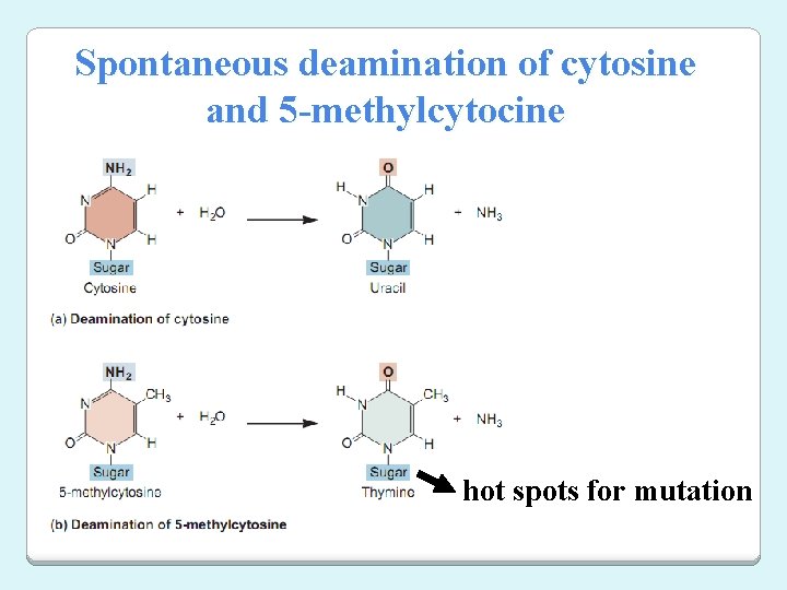 Spontaneous deamination of cytosine and 5 -methylcytocine hot spots for mutation 