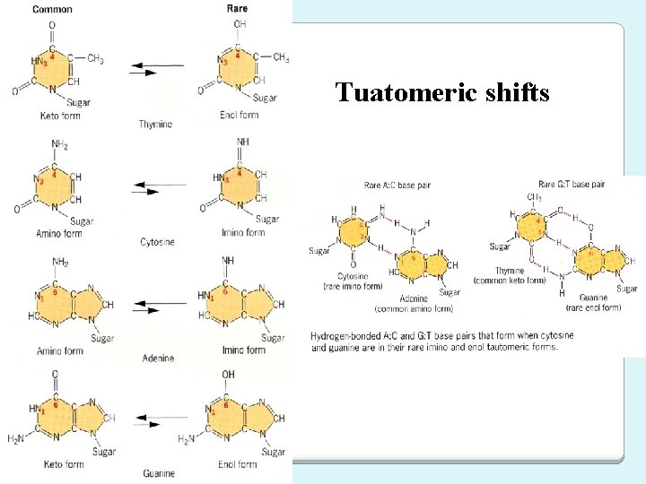 Tuatomeric shifts 