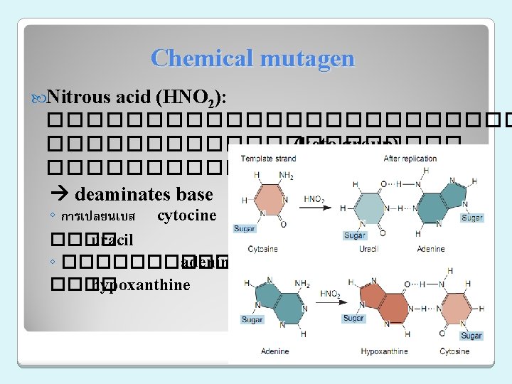Chemical mutagen Nitrous acid (HNO 2): ������������ (keto group) ���������� deamination deaminates base ◦