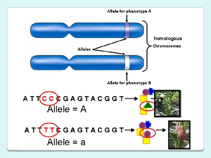 homologous 