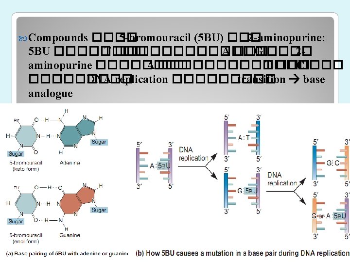 Compounds ���� 5 -bromouracil (5 BU) ��� 2 -aminopurine: 5 BU ���� T