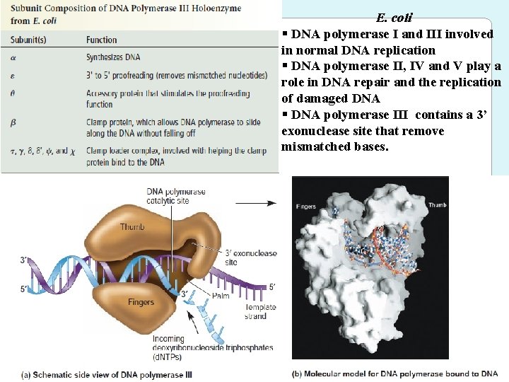 E. coli § DNA polymerase I and III involved in normal DNA replication §