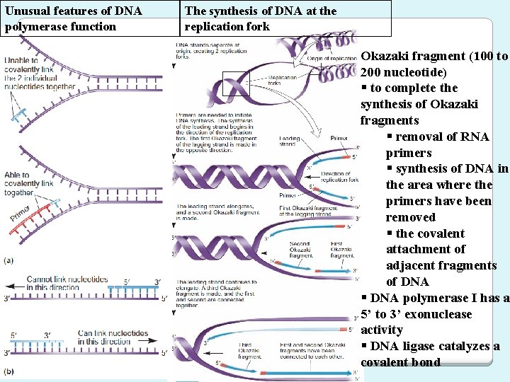 Unusual features of DNA polymerase function The synthesis of DNA at the replication fork