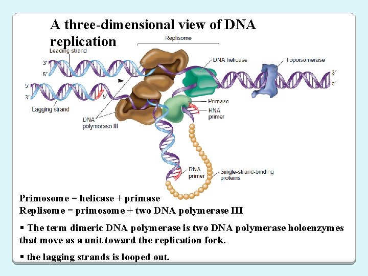 A three-dimensional view of DNA replication Primosome = helicase + primase Replisome = primosome