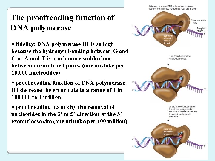 The proofreading function of DNA polymerase § fidelity: DNA polymerase III is so high