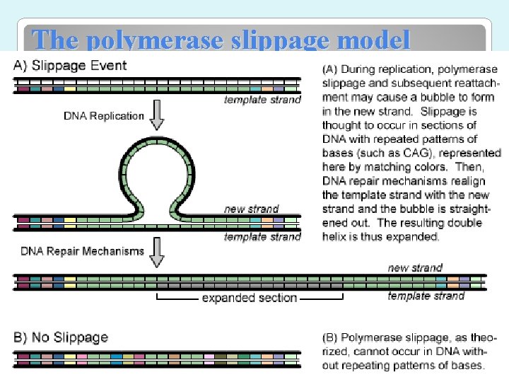 The polymerase slippage model 