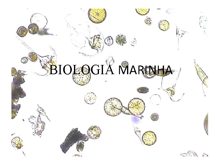 BIOLOGIA MARINHA 