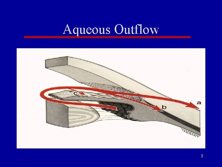 Aqueous Outflow 8 Aqueous Outflow 8