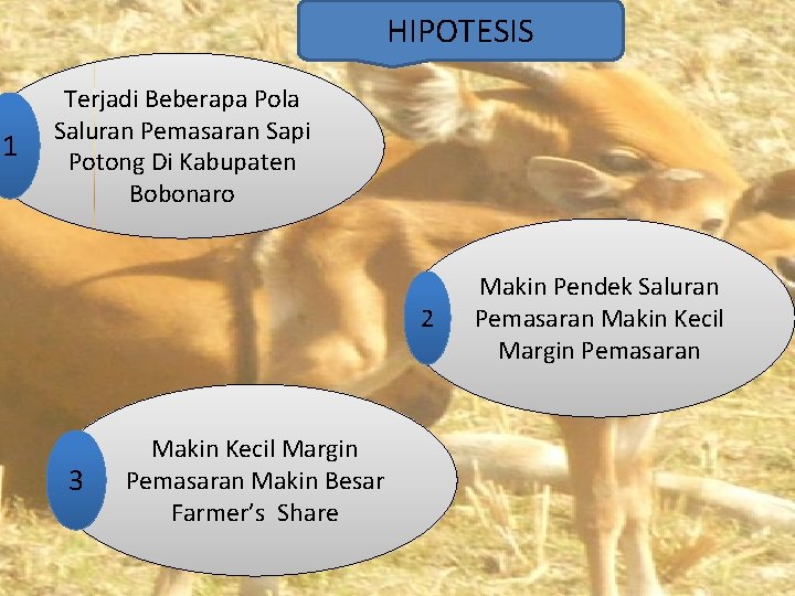 HIPOTESIS 1 Terjadi Beberapa Pola Saluran Pemasaran Sapi Potong Di Kabupaten Bobonaro 2 3