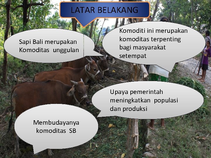 LATAR BELAKANG Sapi Bali merupakan Komoditas unggulan Komoditi ini merupakan komoditas terpenting bagi masyarakat