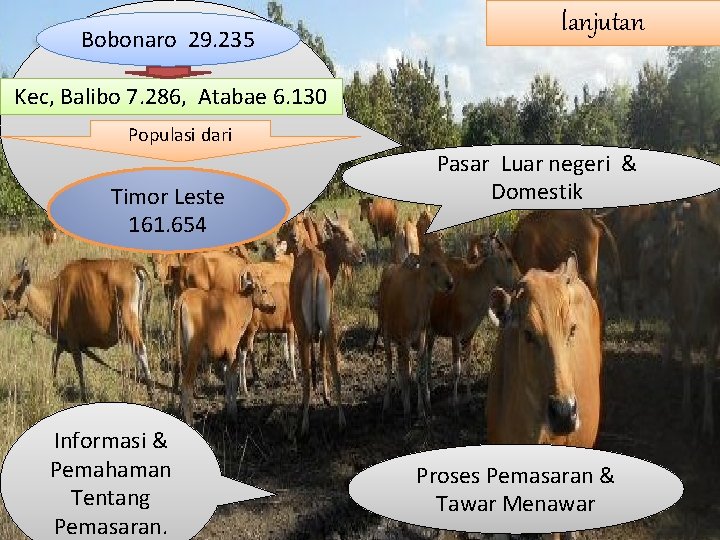 Bobonaro 29. 235 lanjutan Kec, Balibo 7. 286, Atabae 6. 130 Populasi dari Timor