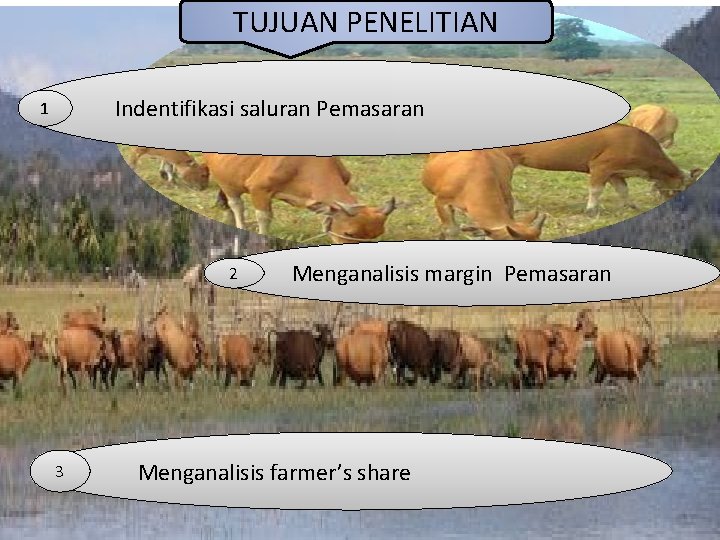 TUJUAN PENELITIAN Indentifikasi saluran Pemasaran 1 2 3 Menganalisis margin Pemasaran Menganalisis farmer’s share