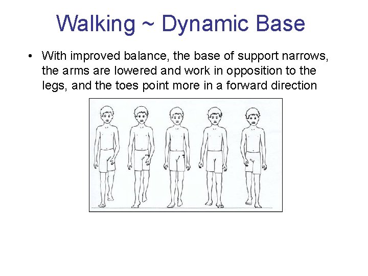 Walking ~ Dynamic Base • With improved balance, the base of support narrows, the