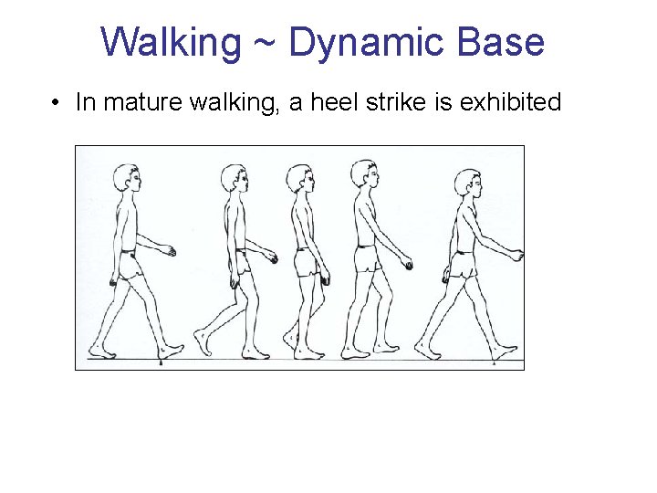 Walking ~ Dynamic Base • In mature walking, a heel strike is exhibited 