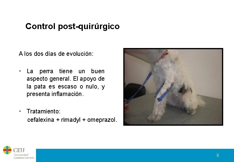 Control post-quirúrgico A los días de evolución: • La perra tiene un buen aspecto