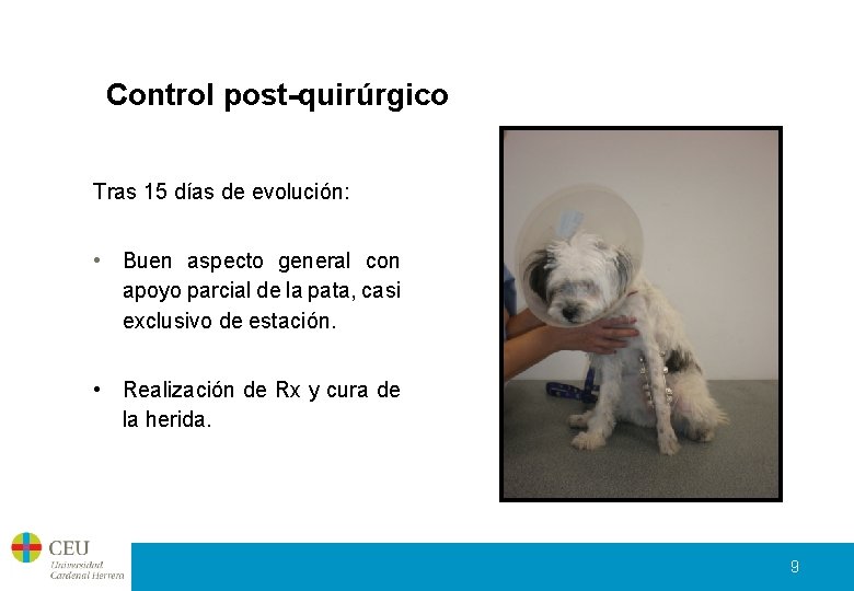 Control post-quirúrgico Tras 15 días de evolución: • Buen aspecto general con apoyo parcial