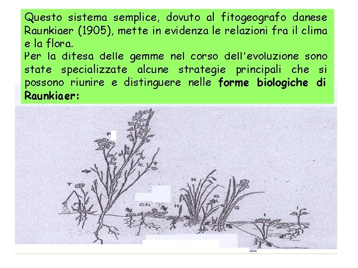 Questo sistema semplice, dovuto al fitogeografo danese Raunkiaer (1905), mette in evidenza le relazioni