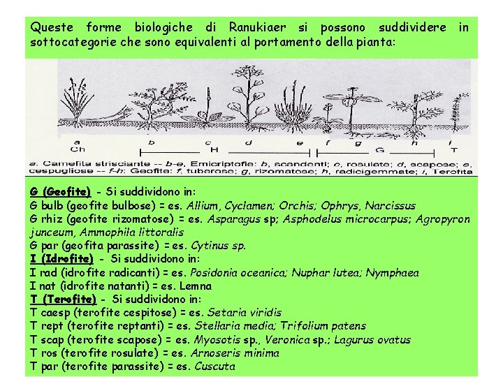 Queste forme biologiche di Ranukiaer si possono suddividere sottocategorie che sono equivalenti al portamento