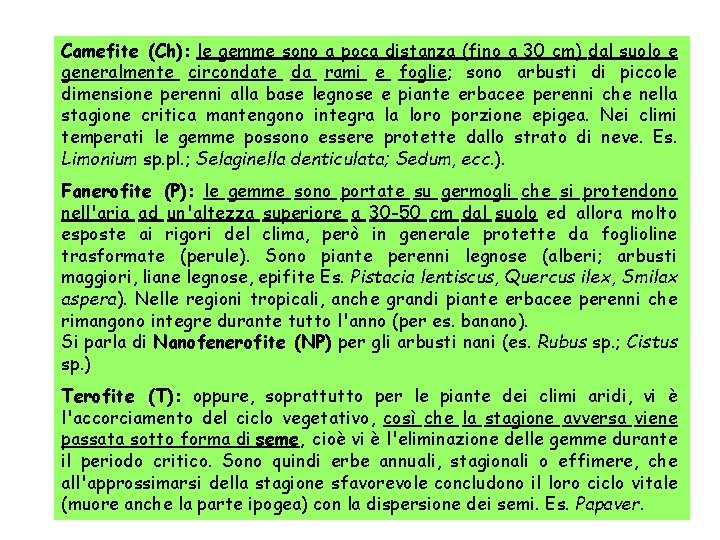 Camefite (Ch): le gemme sono a poca distanza (fino a 30 cm) dal suolo