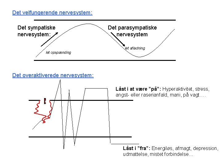 Det velfungerende nervesystem: Det sympatiske nervesystem: Det parasympatiske nervesystem let afladning let opspænding Det