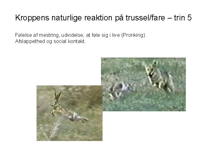 Kroppens naturlige reaktion på trussel/fare – trin 5 Følelse af mestring, udvidelse; at føle