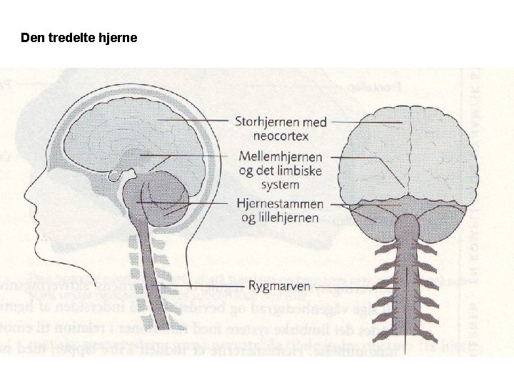 Den tredelte hjerne 