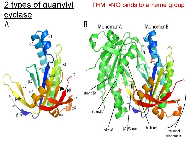 2 types of guanylyl cyclase Extracellular peptide binding domain ANP-C receptor THM: • NO