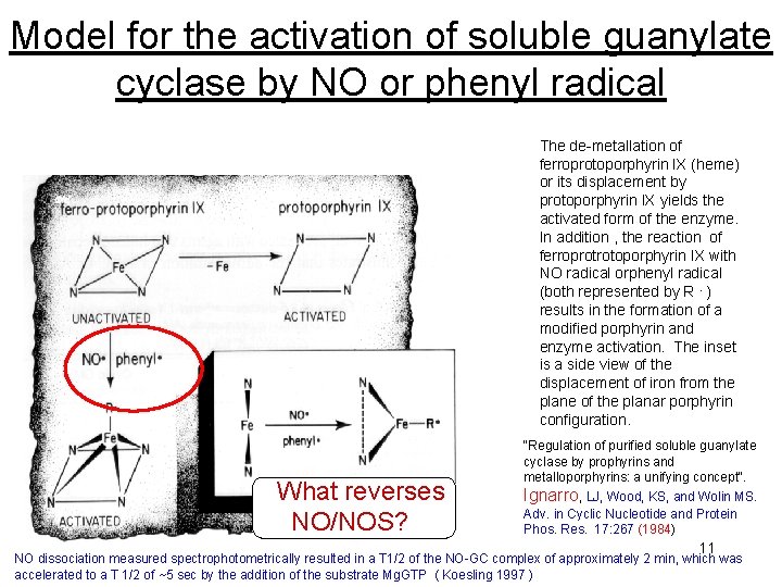 Model for the activation of soluble guanylate cyclase by NO or phenyl radical At