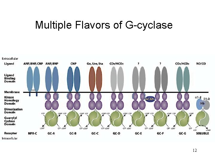 Multiple Flavors of G-cyclase 12 